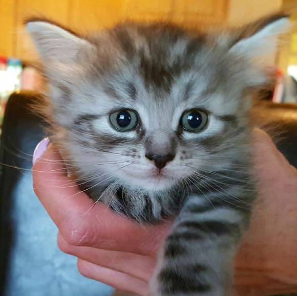 Meet your Posher, Cf - Picture 1 of 1